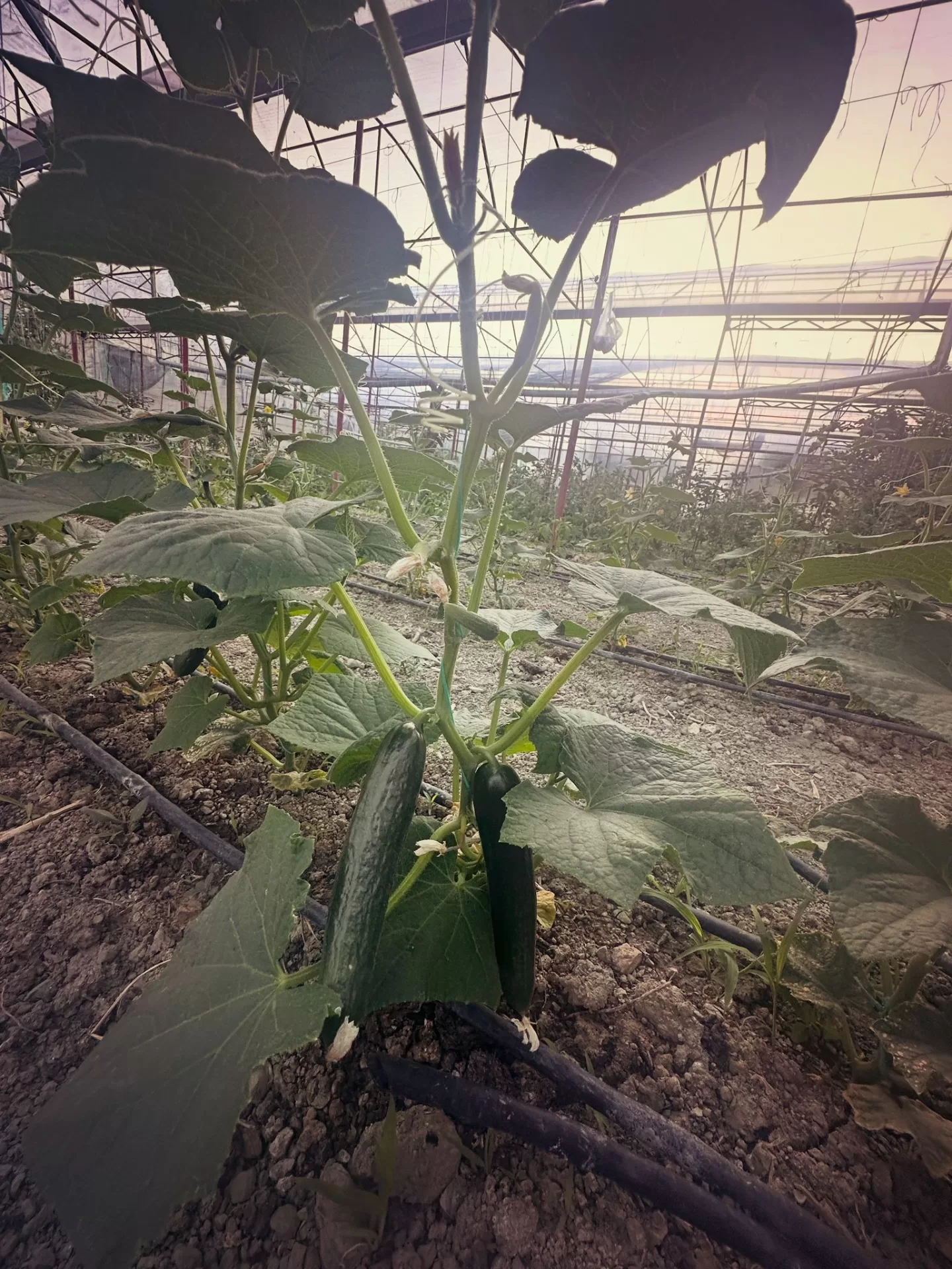 Kandybos EcoFarm Village seraları, Kaş
