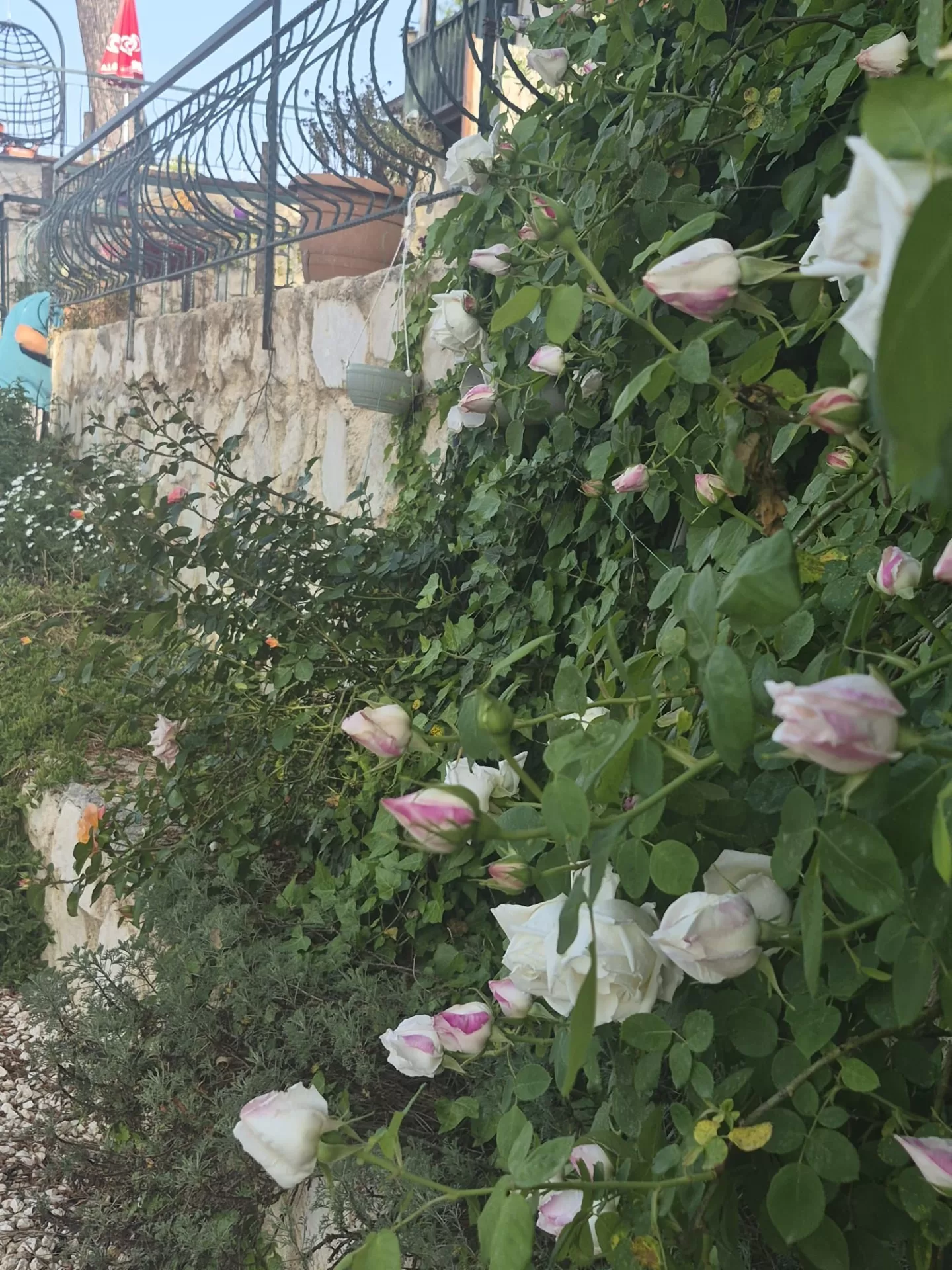 Kandybos bahçe ve tarla