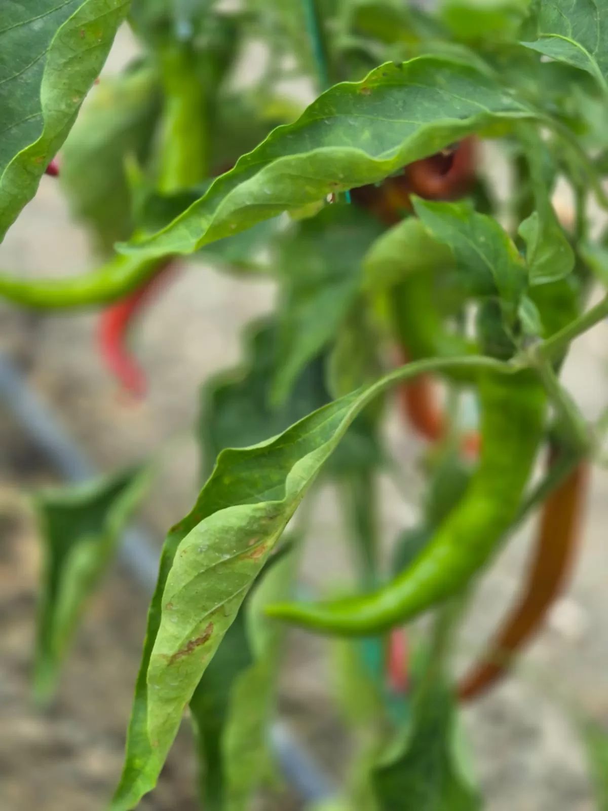 Kandybos bahçe ve tarla