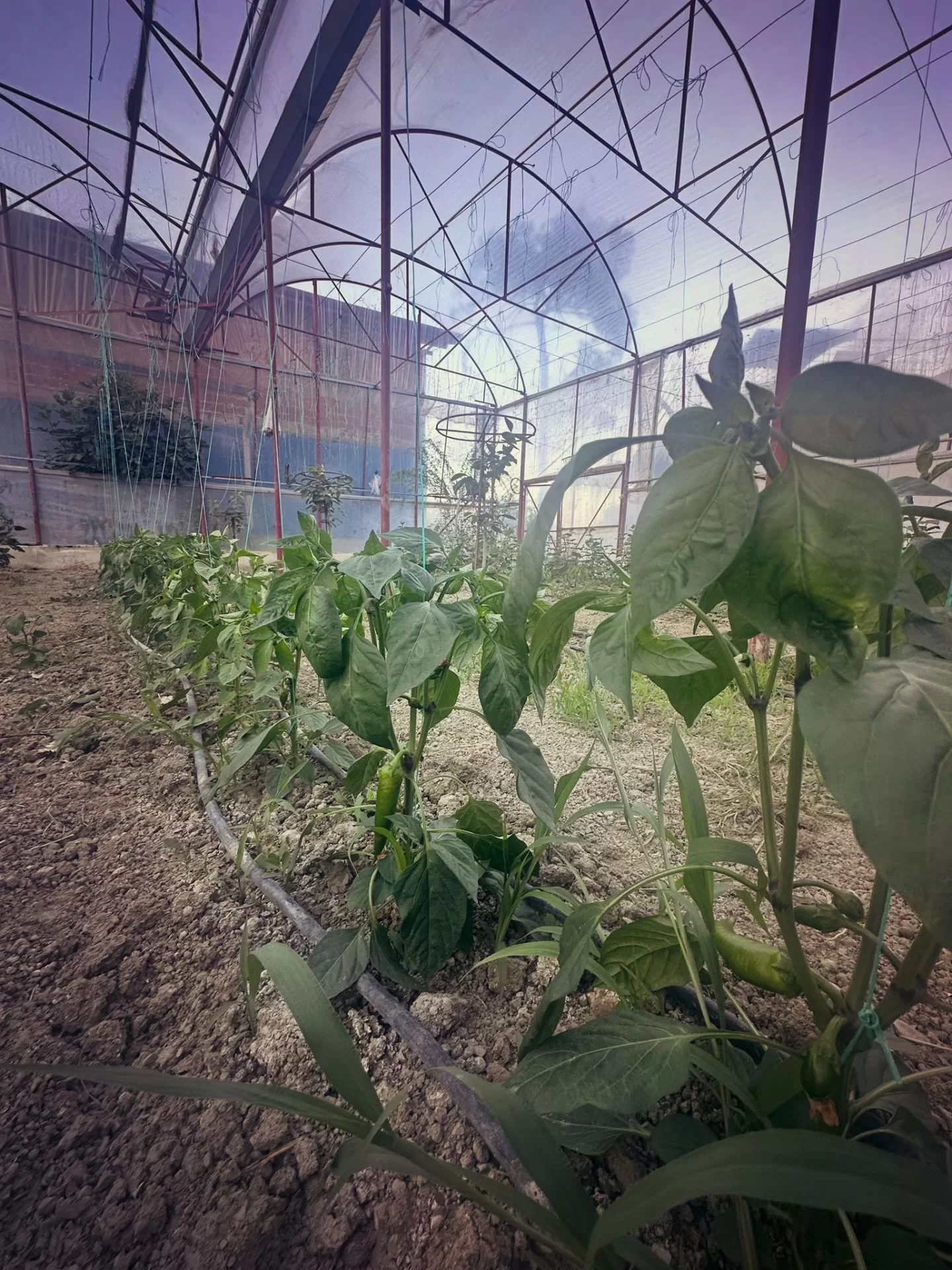 Kandybos Ecofarm Village genel görünüm