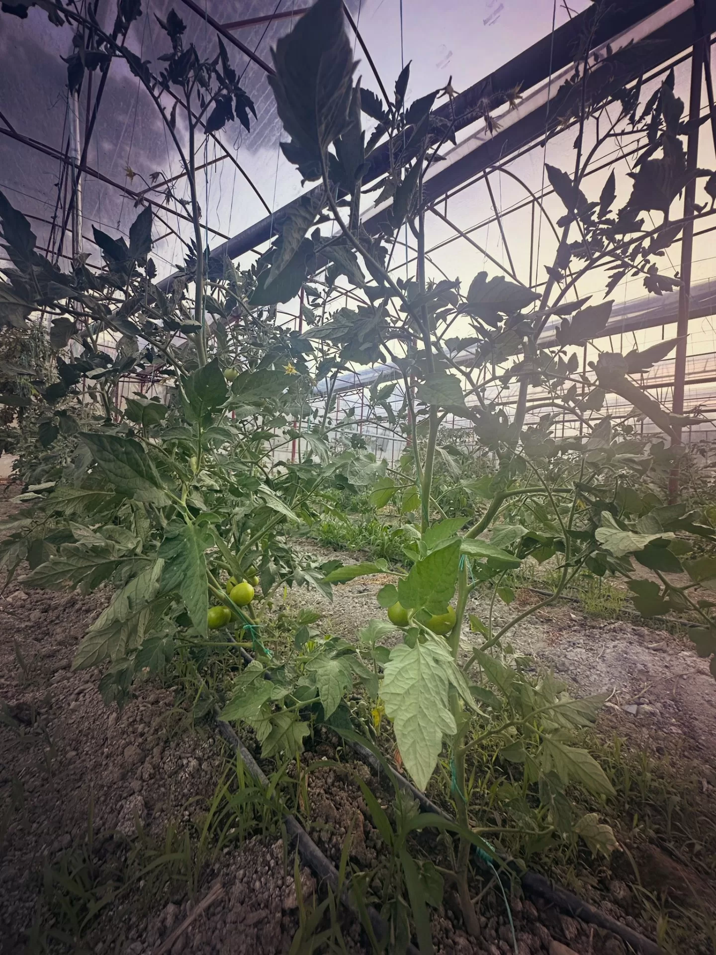 Kandybos Ecofarm Village genel görünüm