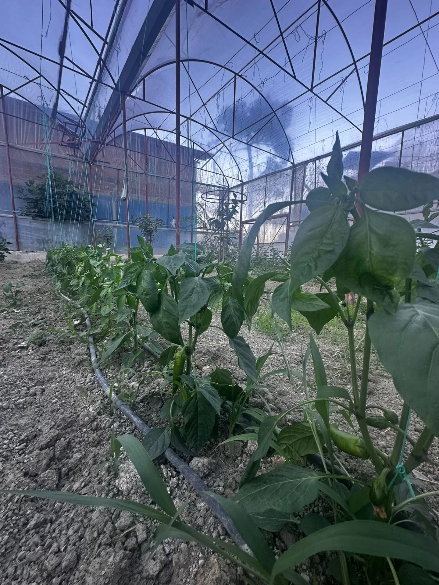 Kandybos Ecofarm Village genel görünüm