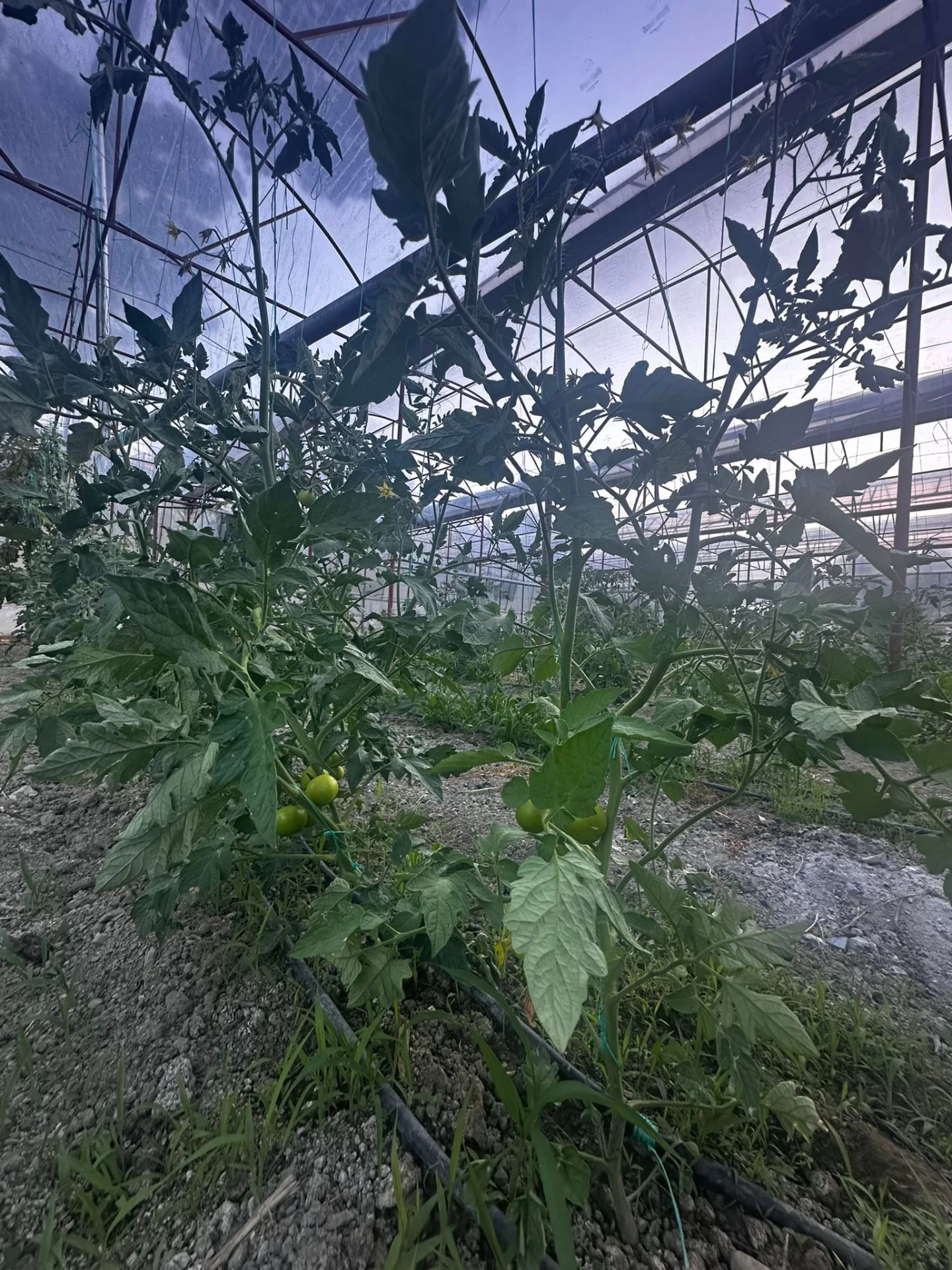 Kandybos Ecofarm Village genel görünüm