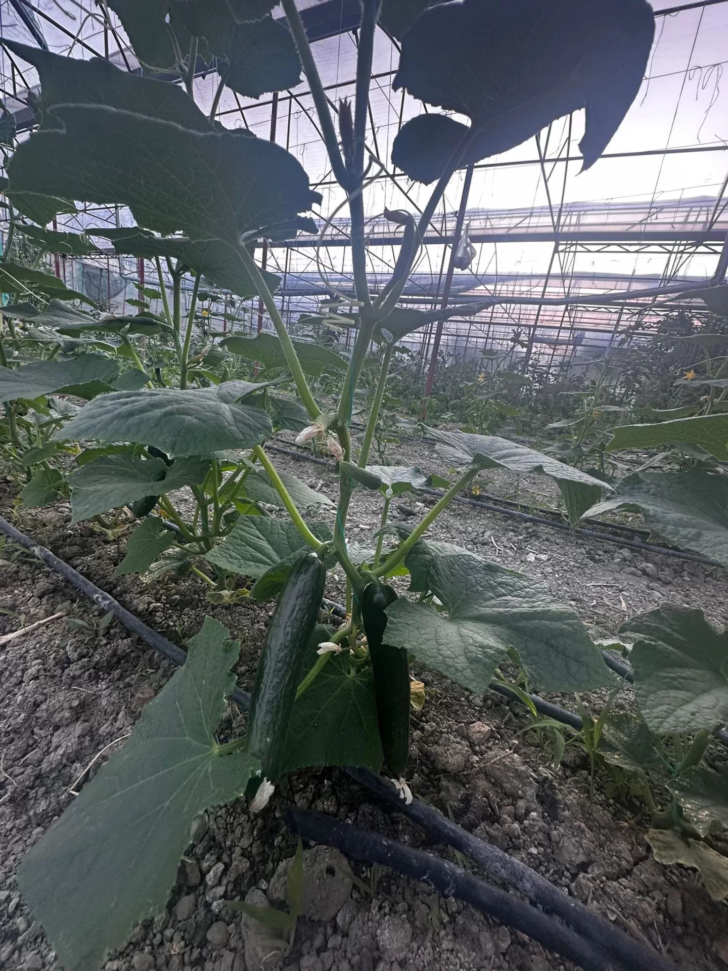 Kandybos Ecofarm Village genel görünüm