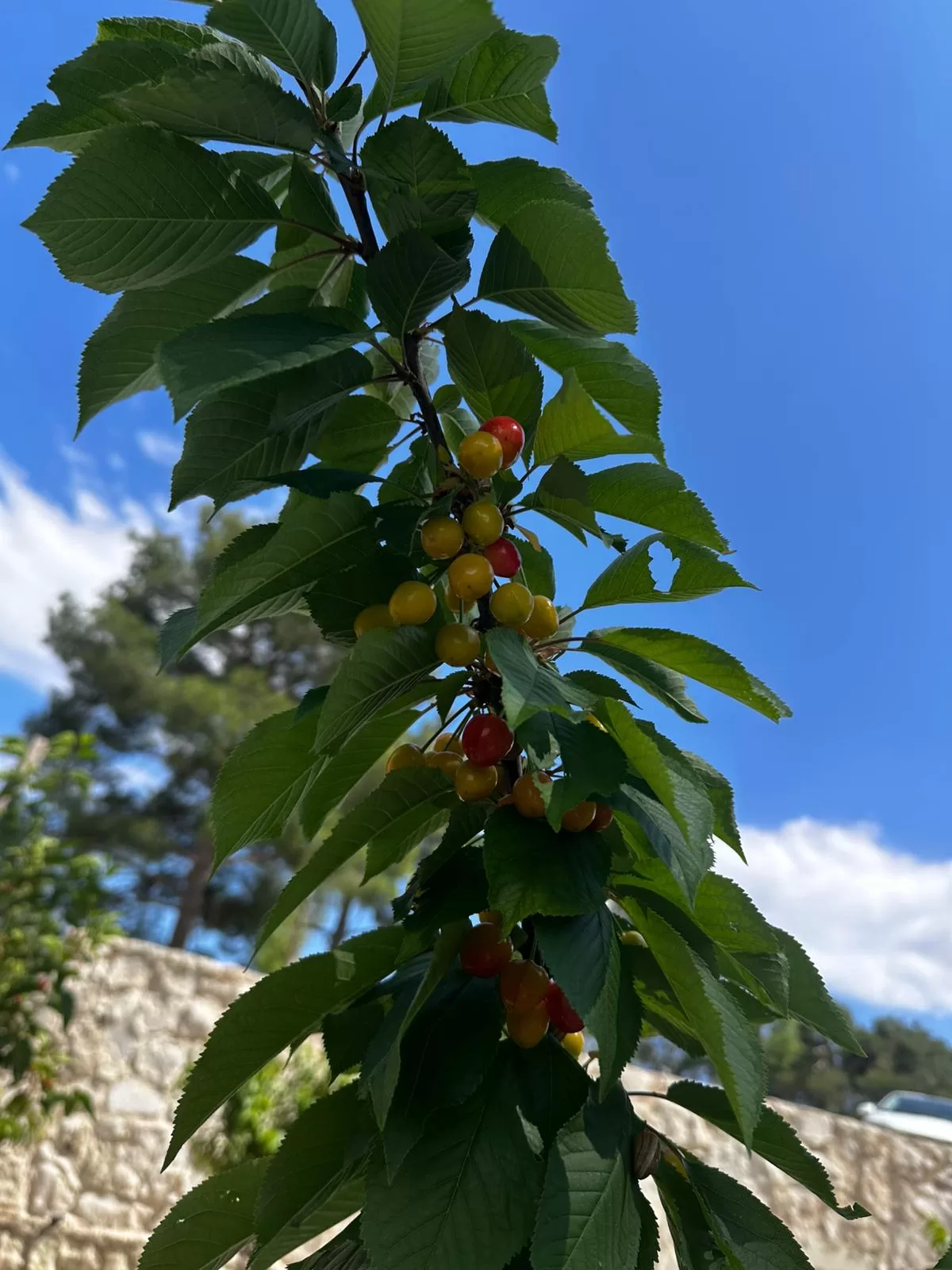 Kandybos Ecofarm Village genel görünüm